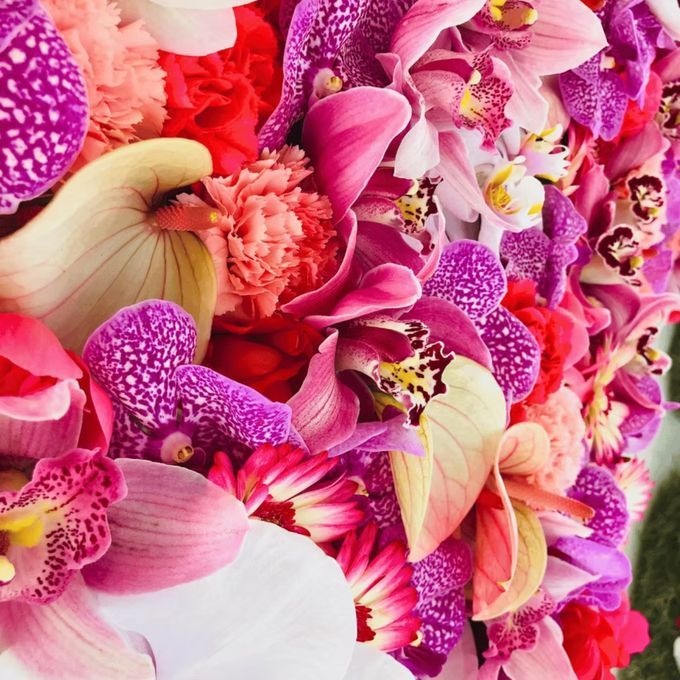 Vanda orchids, close up
