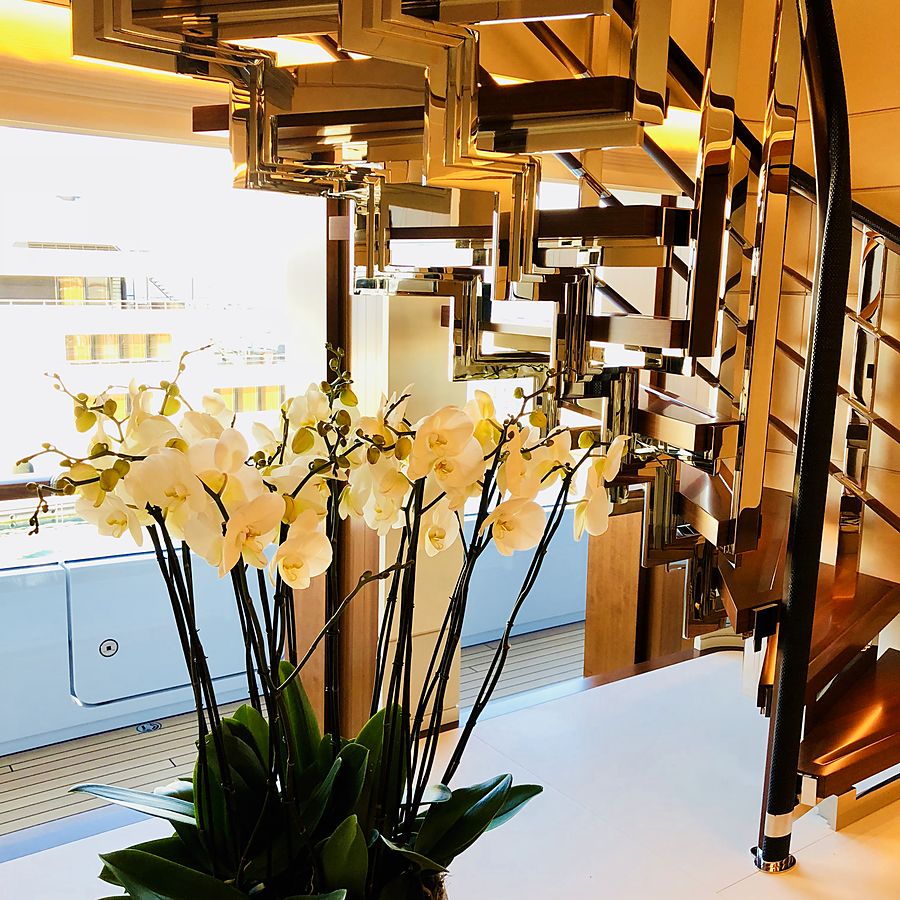 Phalaenopsis on a dining table