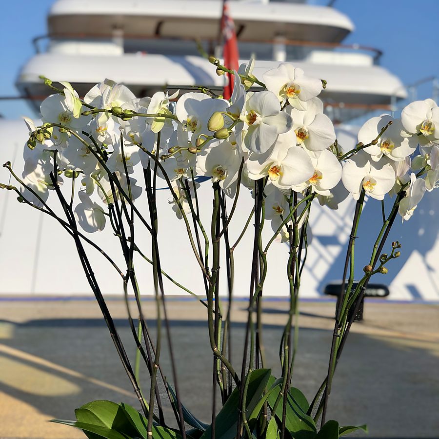Orchids waiting alongside