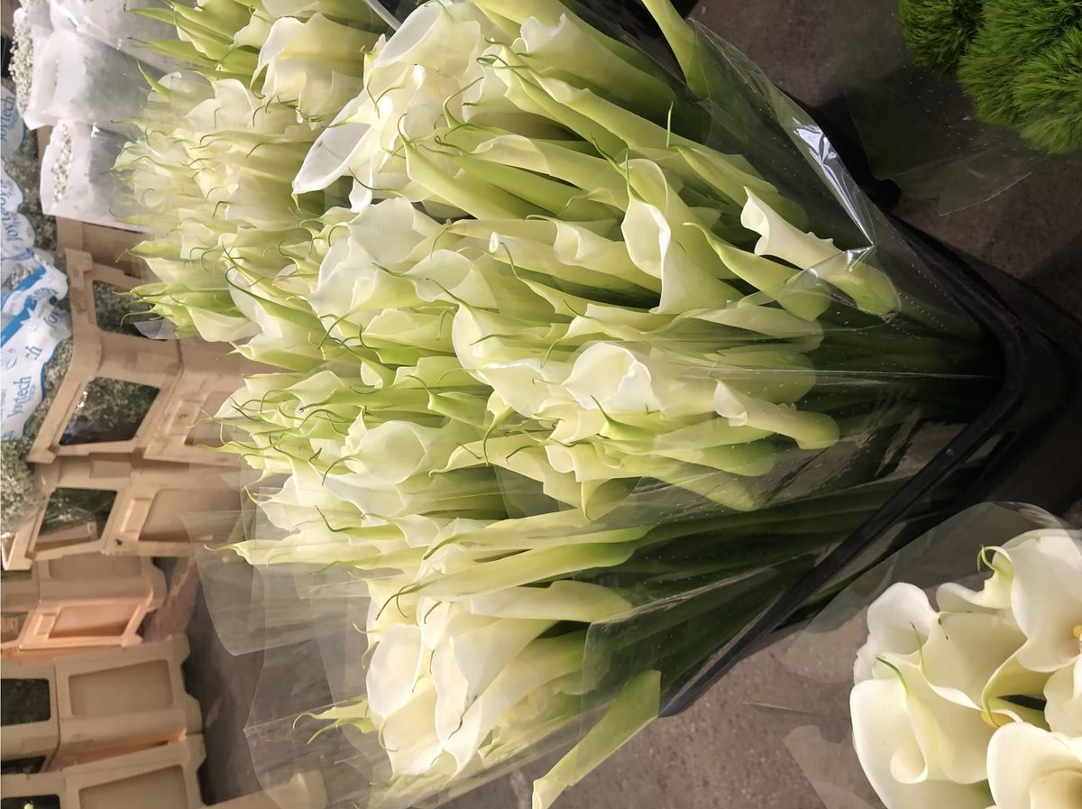 White calla lilies bunched at the Dutch auction before packing
