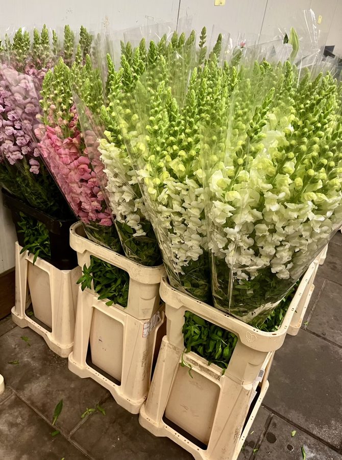 Scented stock and larkspur in auction crates before packing