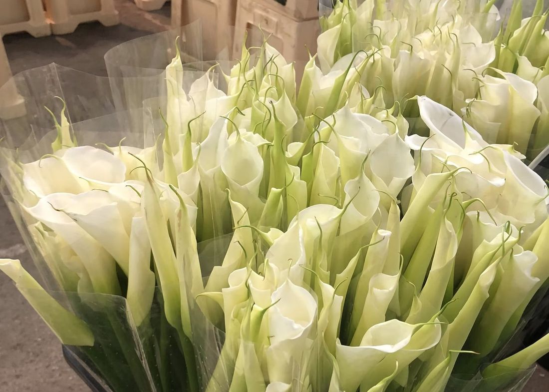 White callas packed into export crates