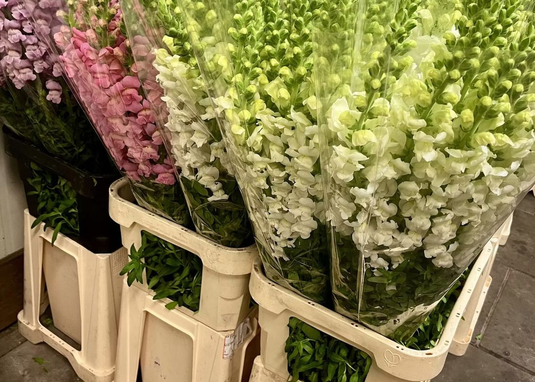Crates of flowers ready to travel